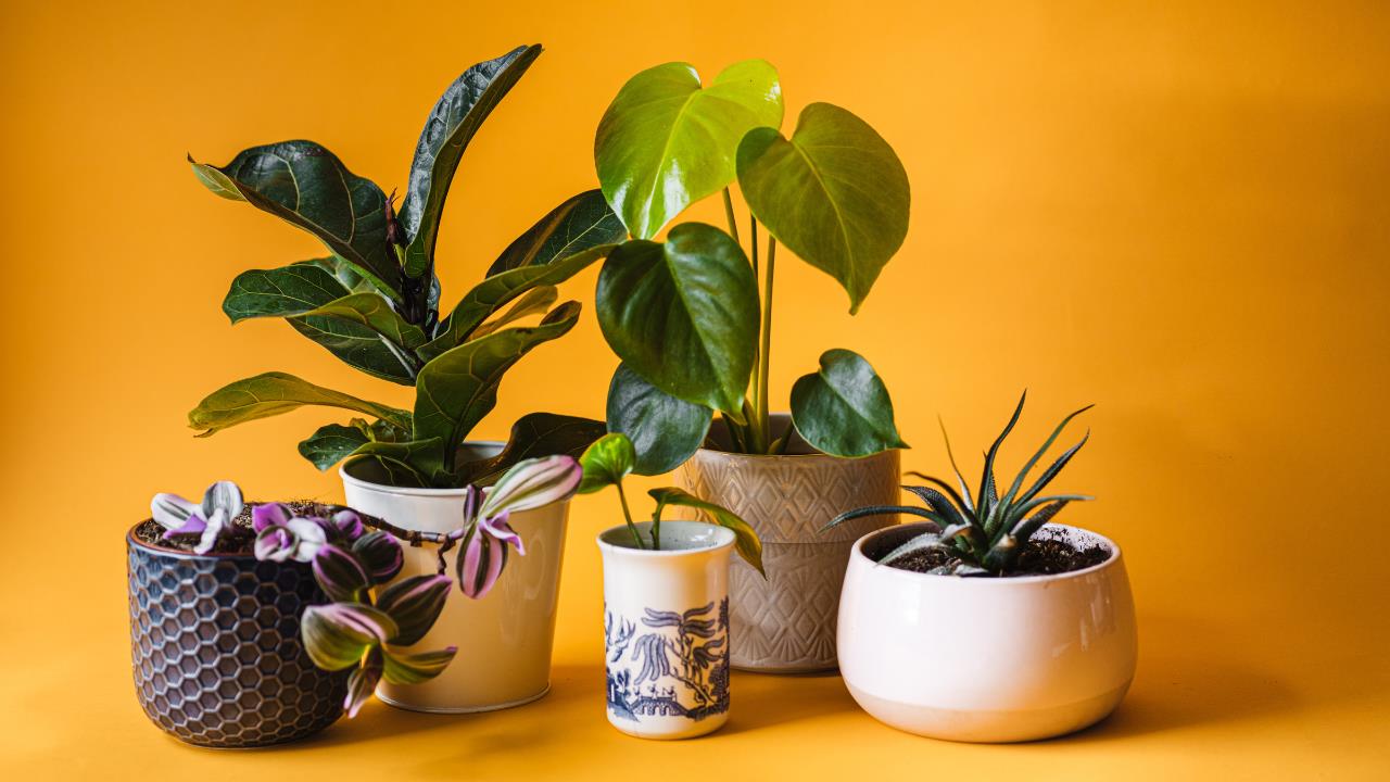 5 plantas de interior que viven más de 10 años y debes tener en casa